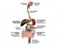 Cómo funciona el sistema digestivo