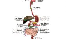 Cómo funciona el sistema digestivo (resumen)