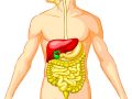 Dónde se encuentra el sistema digestivo
