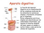 Cuál es la función del sistema digestivo