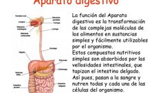 Cuál es la función del sistema digestivo