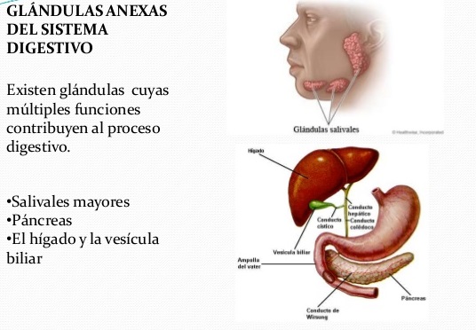 Glándulas anexas del sistema digestivo