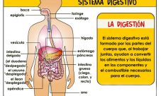 Imágenes del sistema digestivo
