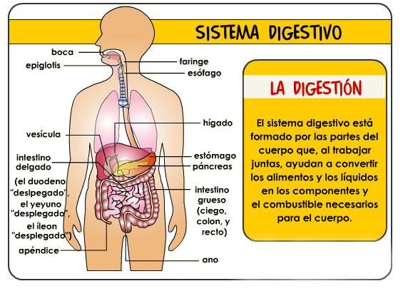 Imágenes del sistema digestivo para niños