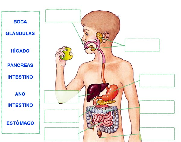 Dibujo del sistema digestivo