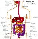 Cuáles son los órganos del sistema digestivo