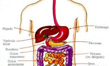 Cuáles son los órganos del sistema digestivo