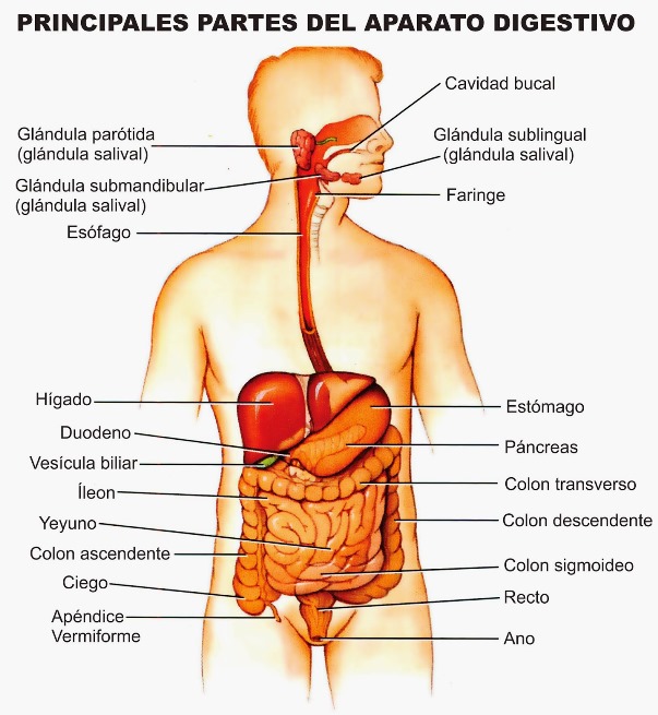 Partes del sistema digestivo y sus funciones
