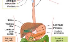 Anatomía del sistema digestivo