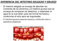 Diferencias entre el intestino delgado y el intestino grueso
