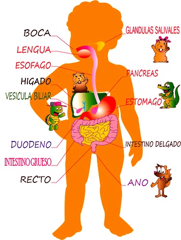 Sistema digestivo para niños