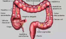 Características del intestino grueso