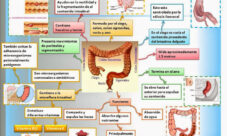 Fisiología del intestino grueso