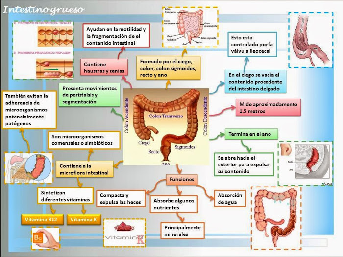 Fisiología del intestino grueso