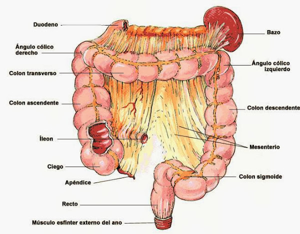 Anatomía del intestino grueso