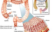 Anatomía del intestino grueso
