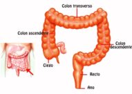 ¿Cuánto mide el intestino grueso?