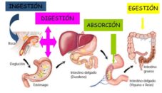 Fisiología de la digestión