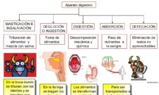 Funciones de la digestión